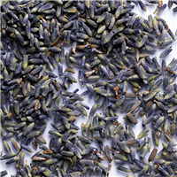 Lavender Buds - Premium Botanical